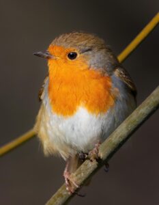 robin, bird, animal, european robin, robin redbreast, songbird, beak, wildlife, feathers, plumage, branch, perched, fauna, nature, ornithology